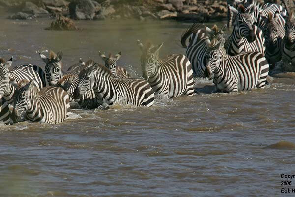 Zebras crossing the Mara River alongside the wildebeest migration