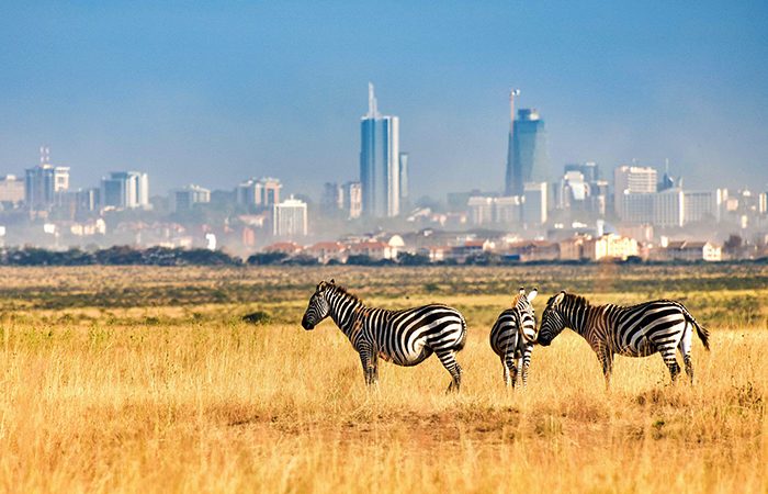 Zebras in Nairobi National Park with the skyline in the distance