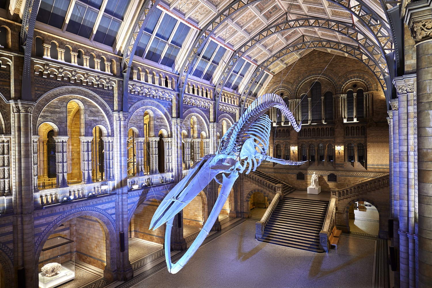 The blue whale skeleton hanging in the Natural History Museum's main hall