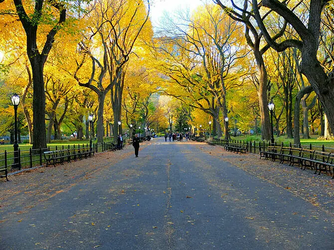 The Mall in Central Park lined with elm trees in autumn